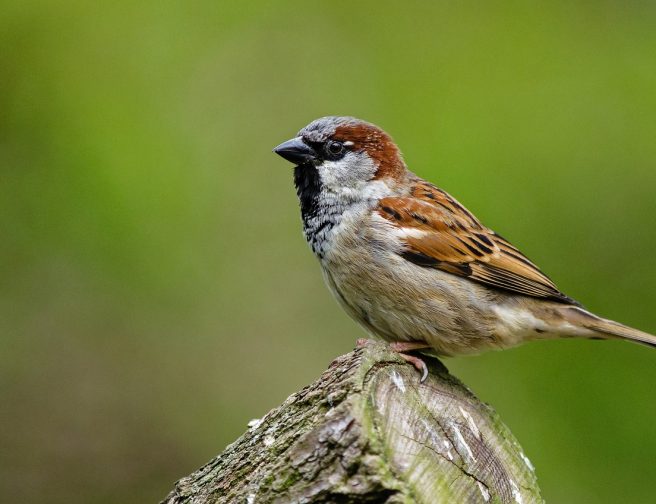 sparrow-958263_1280