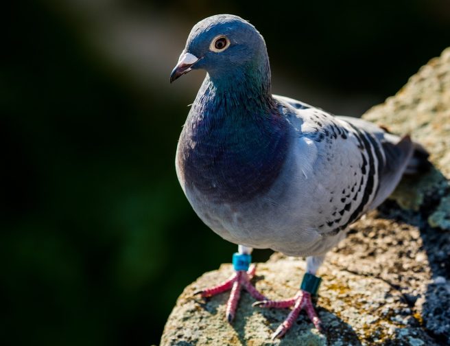 pigeon-1699271_1280