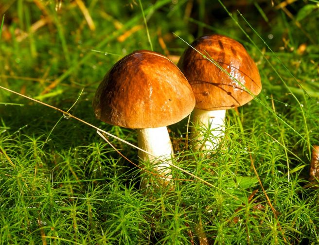 mushrooms-7509780_1280