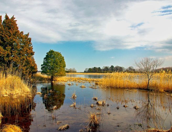 wetland-4778462_1280