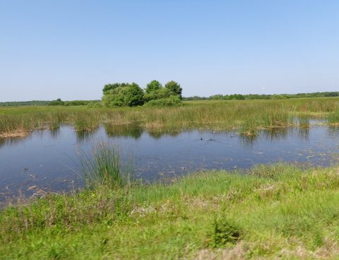 Království vody a mokřadů