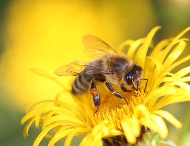 honey-bee-8320764_1280