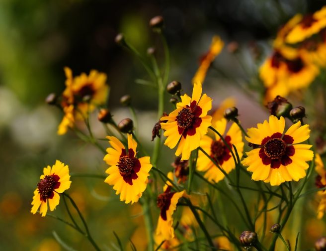 cosmos-8546570_1280